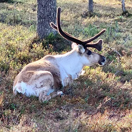 Vuorsa 1 A 2 Appartamento